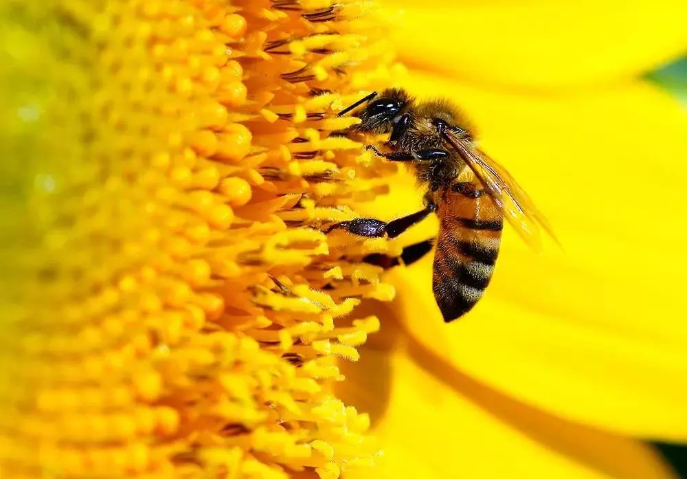 蜜蜂是伟大的昆虫为人类提供众多蜂产品 神农蜂语 微信公众号文章阅读 Wemp