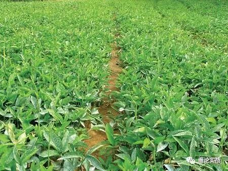 清热解毒的中药药材谁最强？