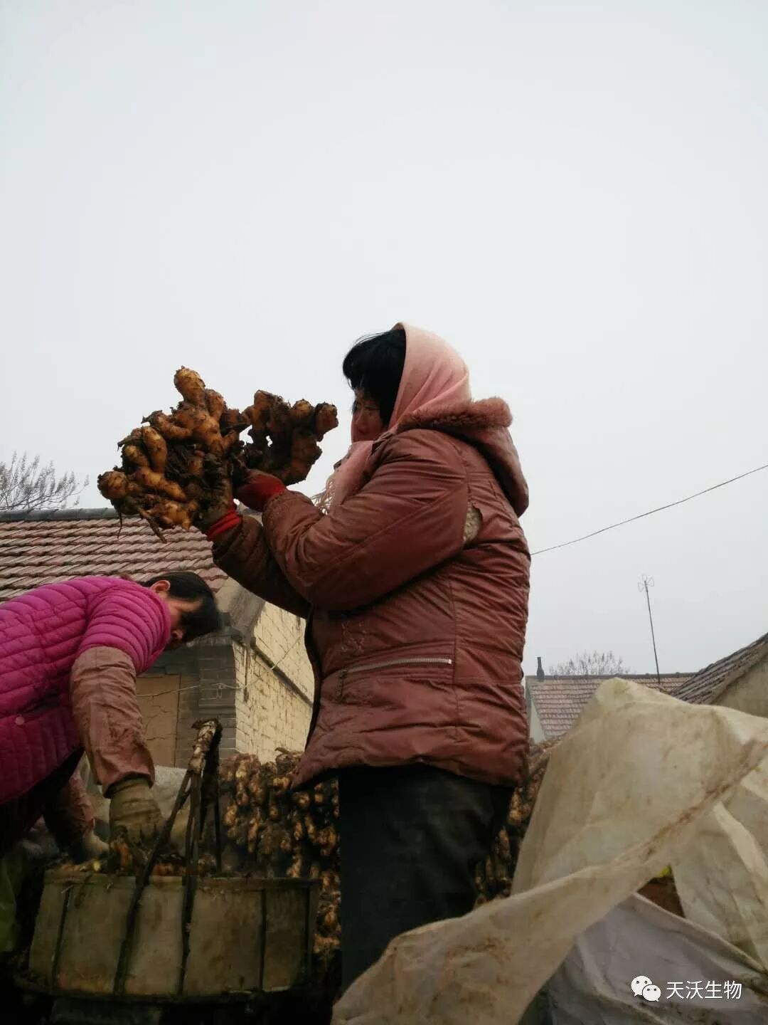 天鹿微生物聚能菌剂