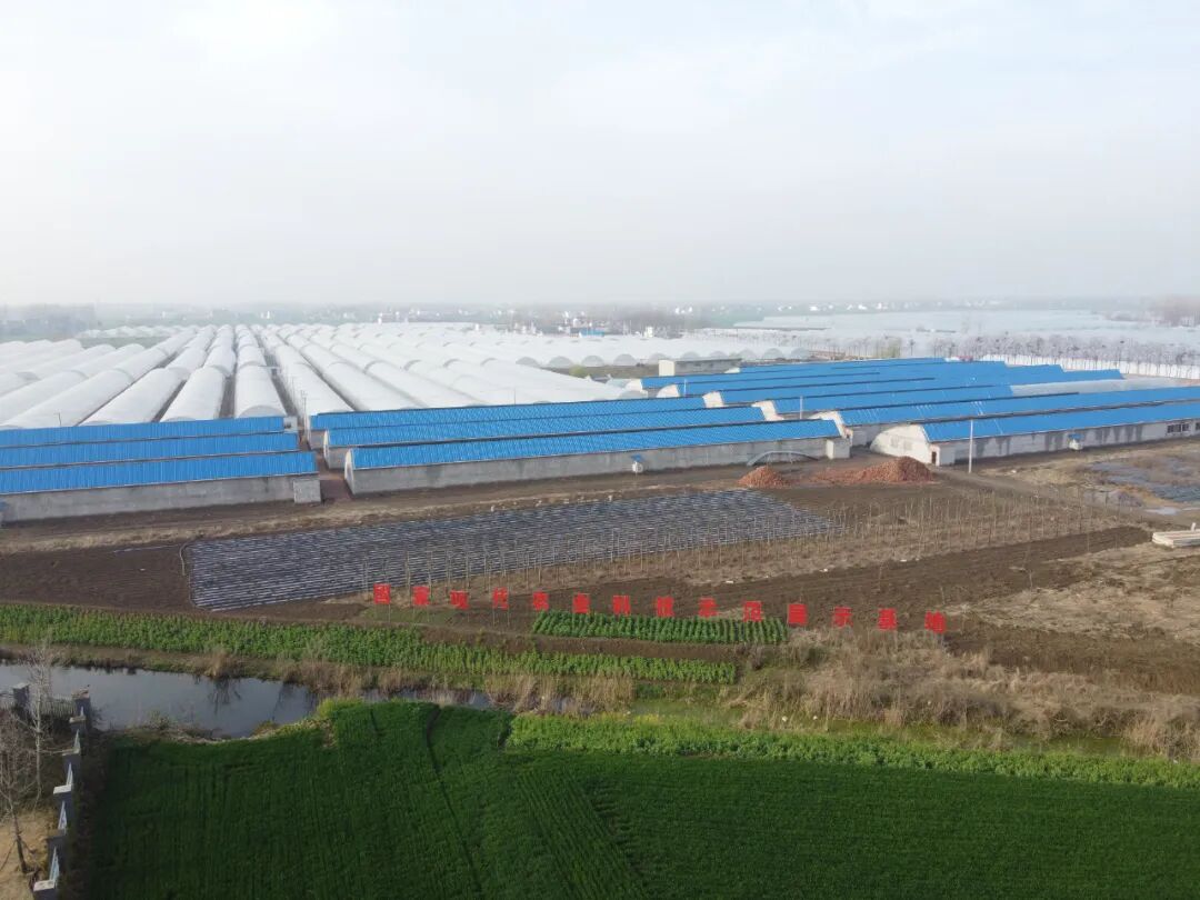 泉阳镇:发展特色产业 助力乡村振兴-界首市政府信息公开
