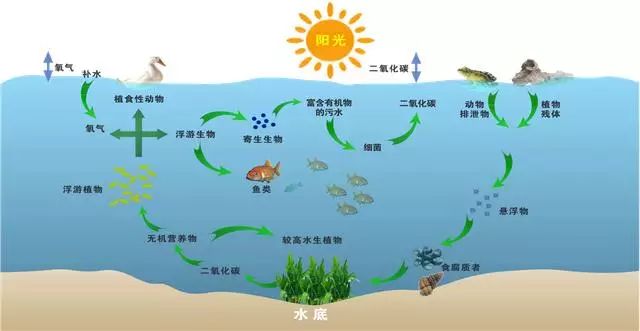 而且也可以治理湖泊,海湾等大型水体,净化水质,恢复水体生物多样性