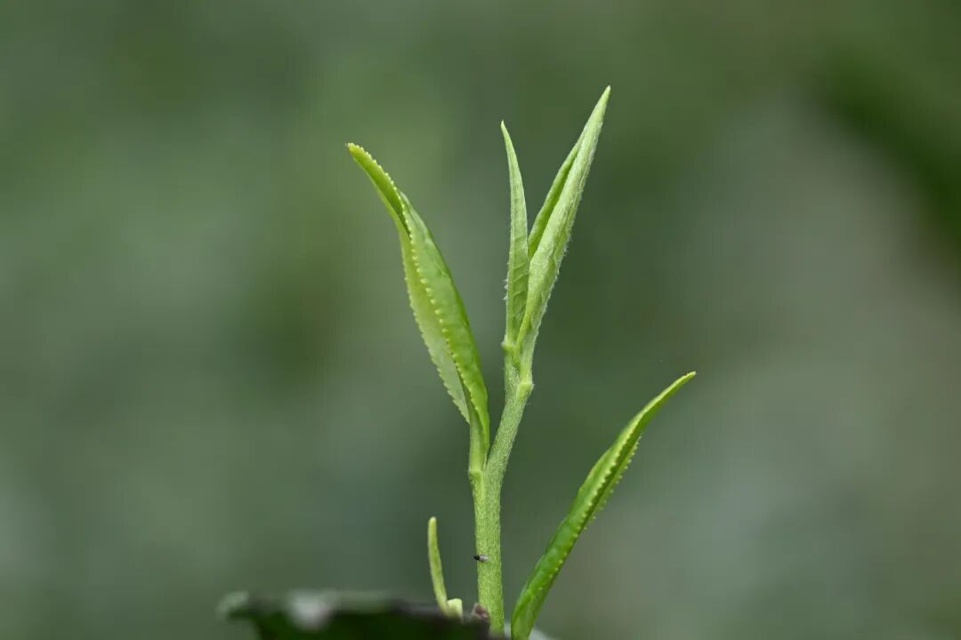 湄潭茶园春茶吐翠-马云才摄 (2).JPG