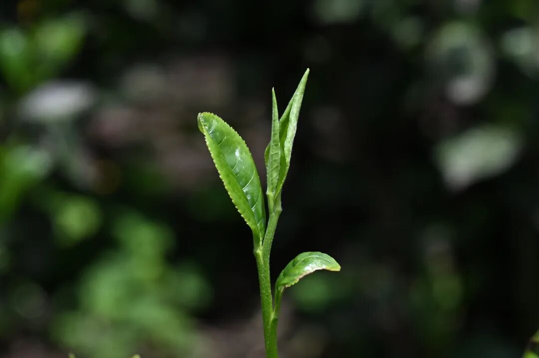 湄潭茶园春茶吐翠-马云才摄 (1).JPG