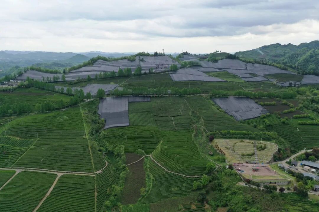 湄潭新茶饮原料基地-马云才摄 (1).JPG