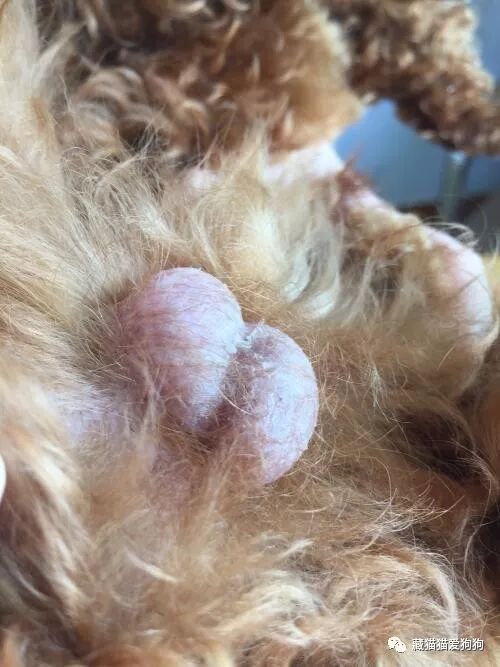 犬阴囊红肿原因分析 藏猫猫爱狗狗 微信公众号文章阅读 Wemp