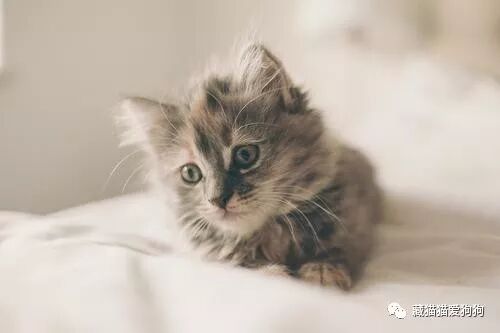 猫冠状病毒感染- 藏猫猫爱狗狗 微信公众号文章阅读- WeMP