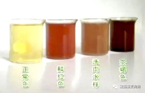 猫尿液颜色分析- 藏猫猫爱狗狗 微信公众号文章阅读- WeMP