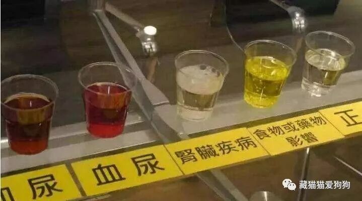 猫尿液颜色分析- 藏猫猫爱狗狗 微信公众号文章阅读- WeMP - 猫 血尿 画像