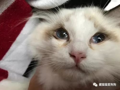 猫角膜炎 藏猫猫爱狗狗 微信公众号文章阅读 Wemp