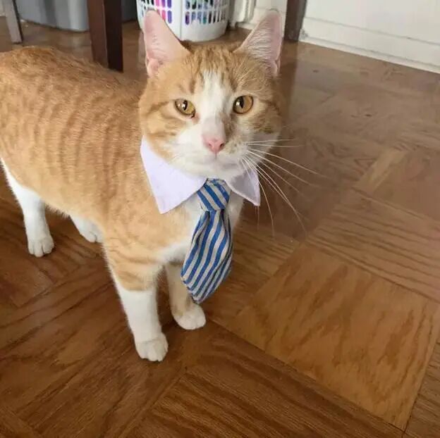 18只商务着装的可爱猫咪们