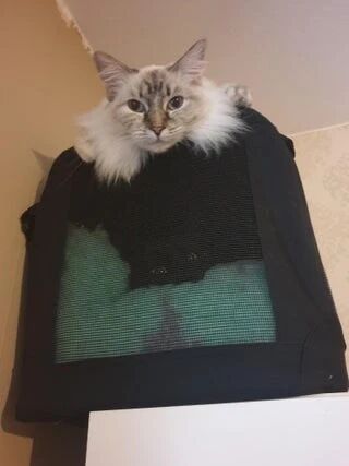 铲屎官每天乐此不彼的事情就是找猫猫