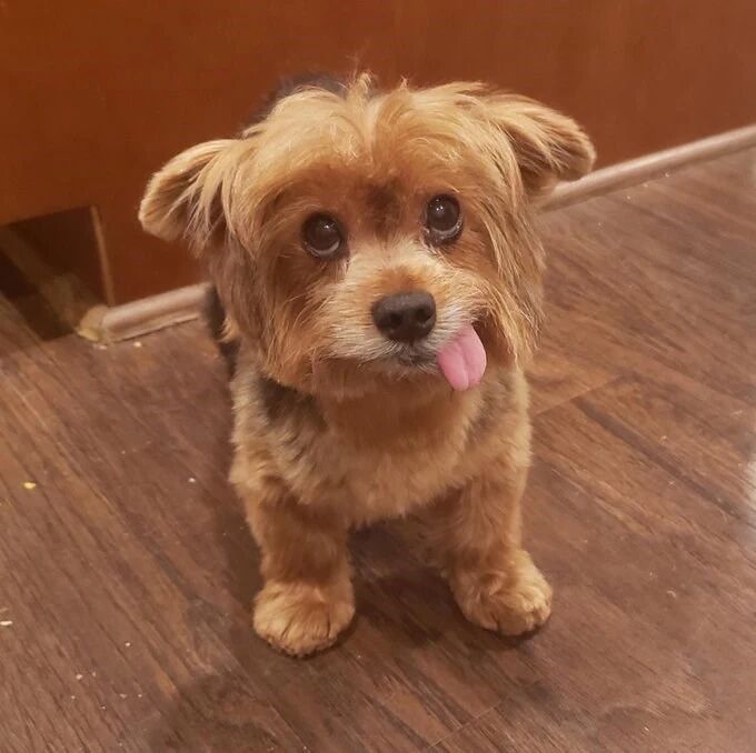 吐着舌头的可爱狗狗们，好萌啊！