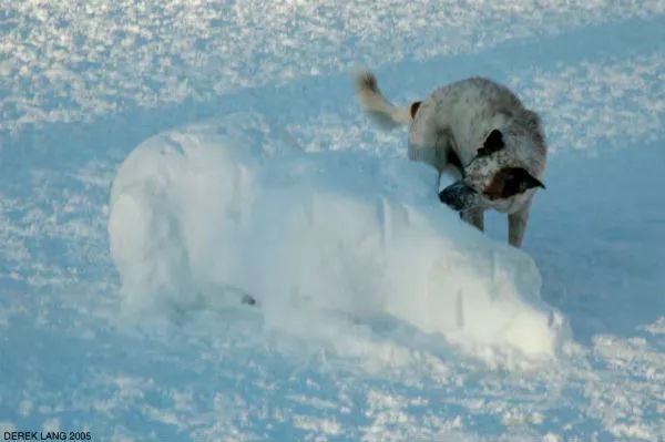 狗狗們與雪人的歡樂時光 寵物 第11張