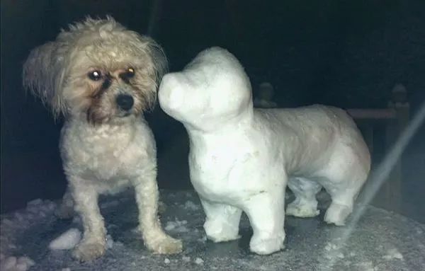 狗狗們與雪人的歡樂時光 寵物 第8張