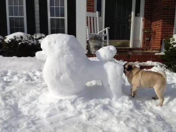 狗狗們與雪人的歡樂時光 寵物 第15張
