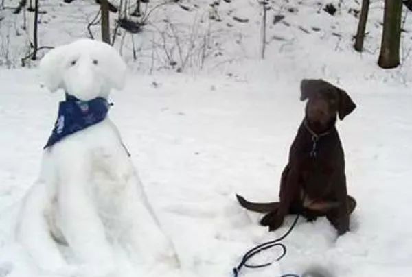 狗狗們與雪人的歡樂時光 寵物 第2張