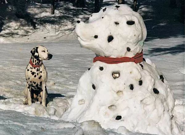 狗狗們與雪人的歡樂時光 寵物 第12張