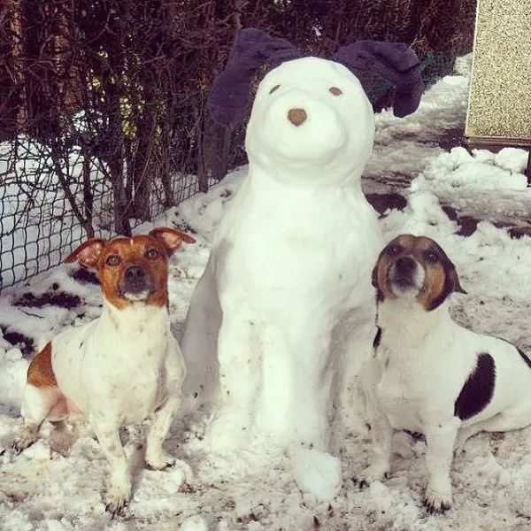 狗狗們與雪人的歡樂時光 寵物 第4張