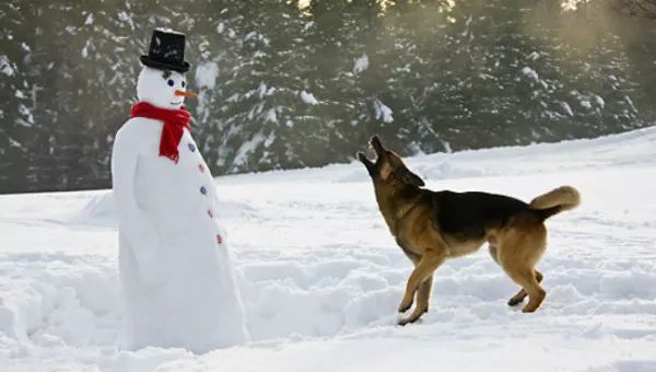 狗狗們與雪人的歡樂時光 寵物 第13張