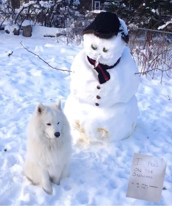 狗狗們與雪人的歡樂時光 寵物 第7張