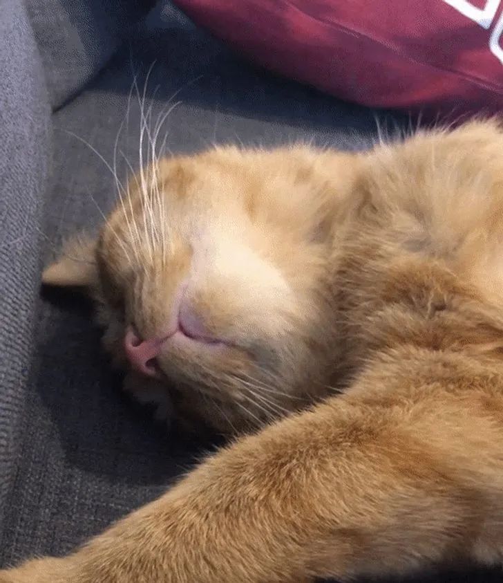你家猫咪都用什么姿势睡觉？