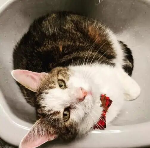 喜欢呆在水槽里的喵星人