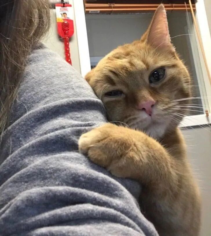 不管是人还是物，宠物们总是要粘着点啥！