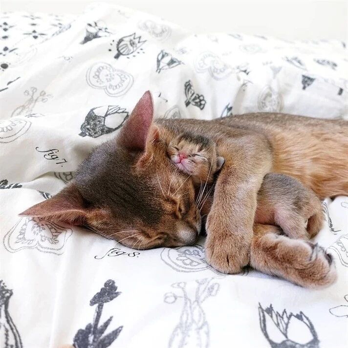 相互拥抱的喵星人，看着就很温暖