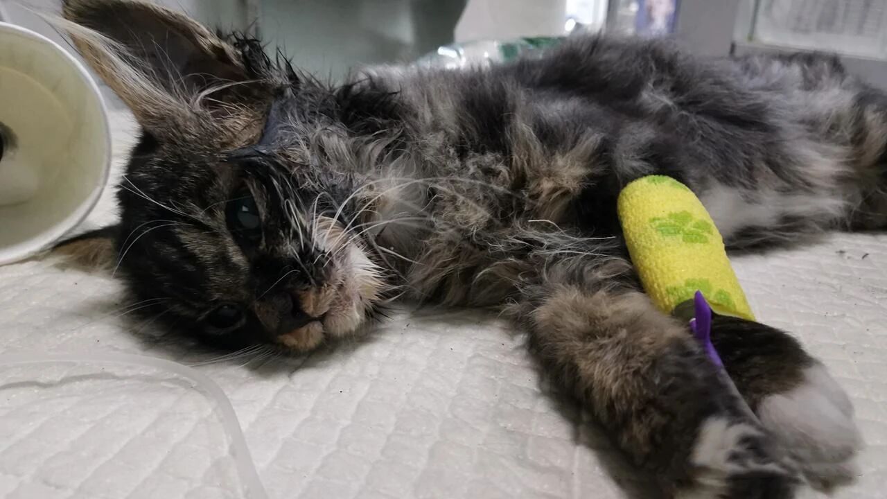 在宠物医院里，并不是所有人都是人！！