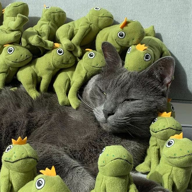貓咪Mochi和它的青蛙玩具們 未分類 第2張