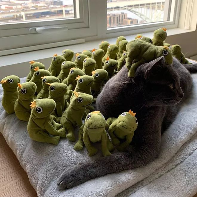 貓咪Mochi和它的青蛙玩具們 未分類 第10張