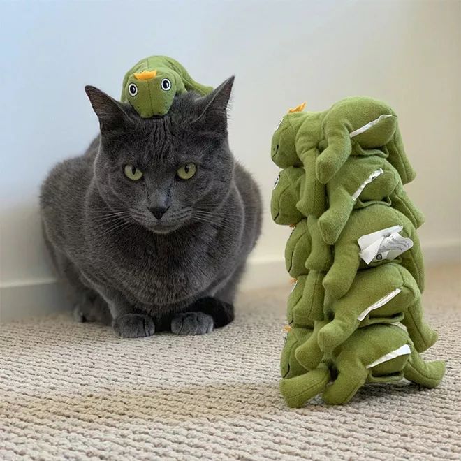 貓咪Mochi和它的青蛙玩具們 未分類 第4張