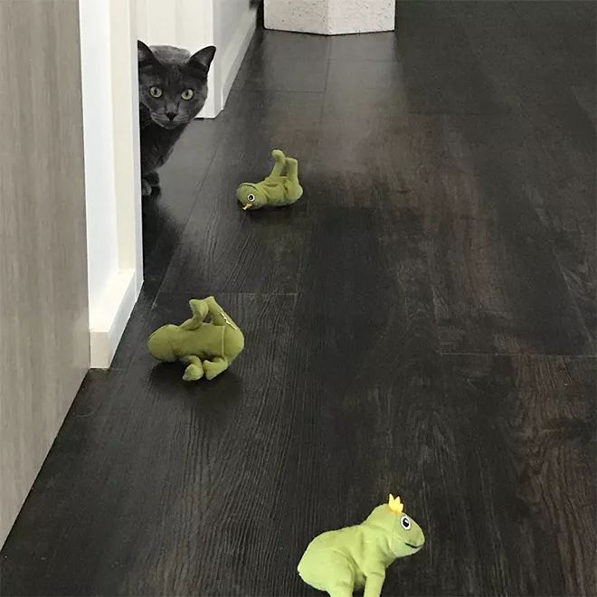 貓咪Mochi和它的青蛙玩具們 未分類 第15張