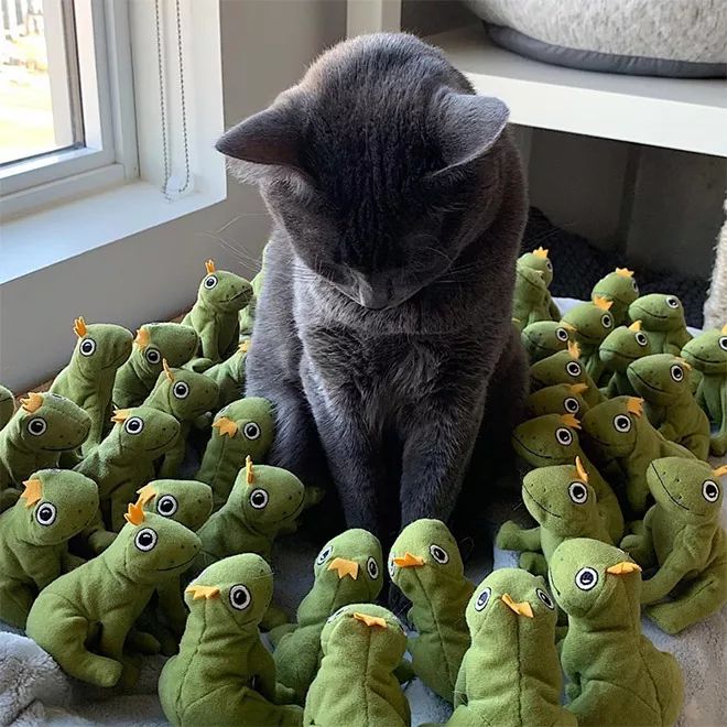 貓咪Mochi和它的青蛙玩具們 未分類 第5張