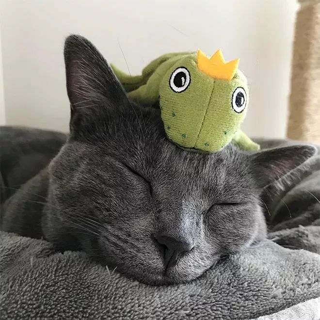 貓咪Mochi和它的青蛙玩具們 未分類 第18張