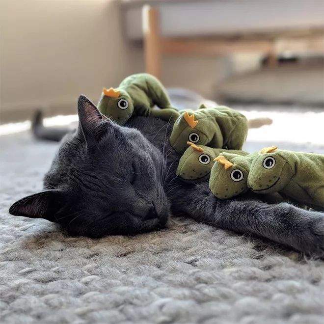 貓咪Mochi和它的青蛙玩具們 未分類 第9張