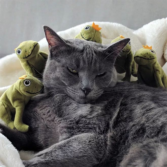 貓咪Mochi和它的青蛙玩具們 未分類 第19張