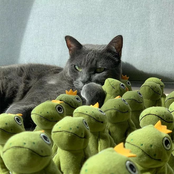 貓咪Mochi和它的青蛙玩具們 未分類 第6張