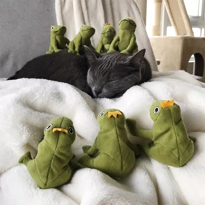 貓咪Mochi和它的青蛙玩具們 未分類 第8張