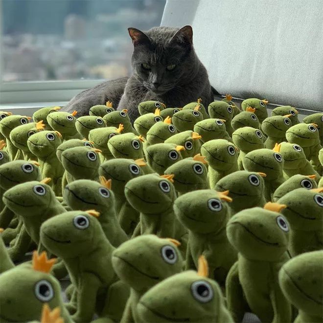 貓咪Mochi和它的青蛙玩具們 未分類 第3張
