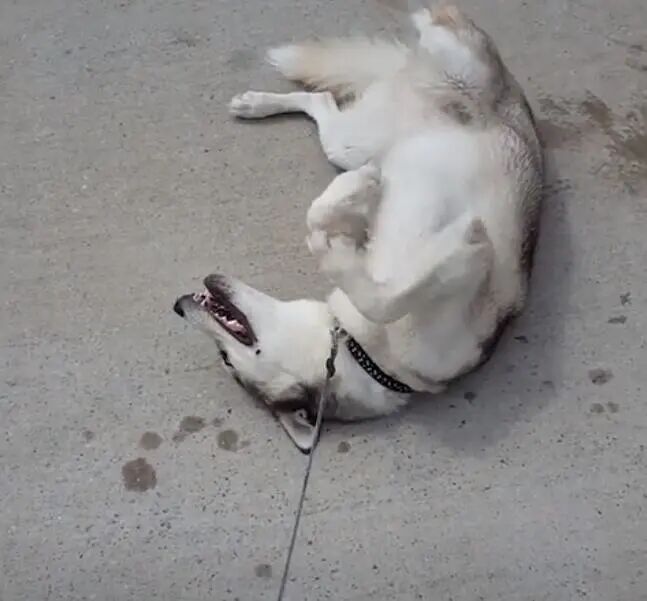 有些宠物总是话很多！