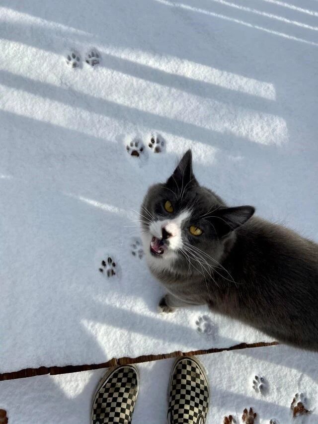 没错！是雪地，阻止了喵星人前进的脚步