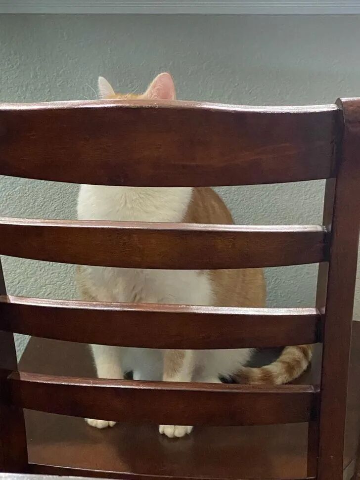 以为自己藏得很好的宠物们