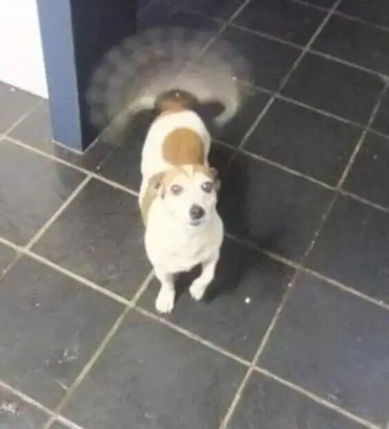 开心到模糊的搞笑狗狗