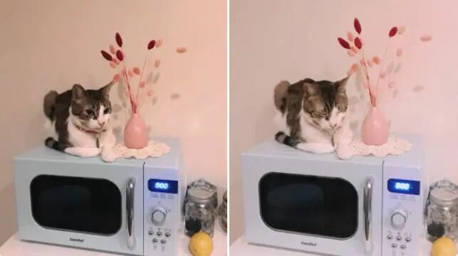 瞧瞧这些喵星人都坐在了什么地方