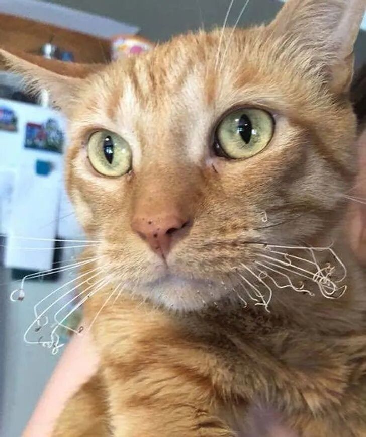 我们的宠物，日子并不好过