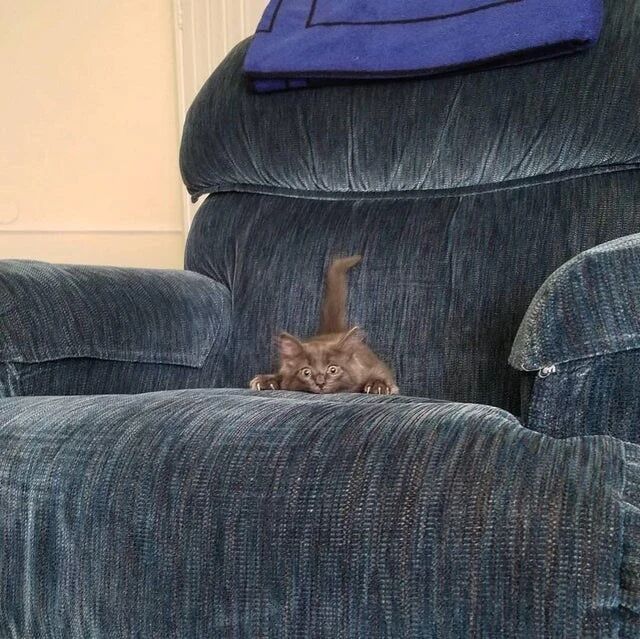 感受一下喵星人的魔爪