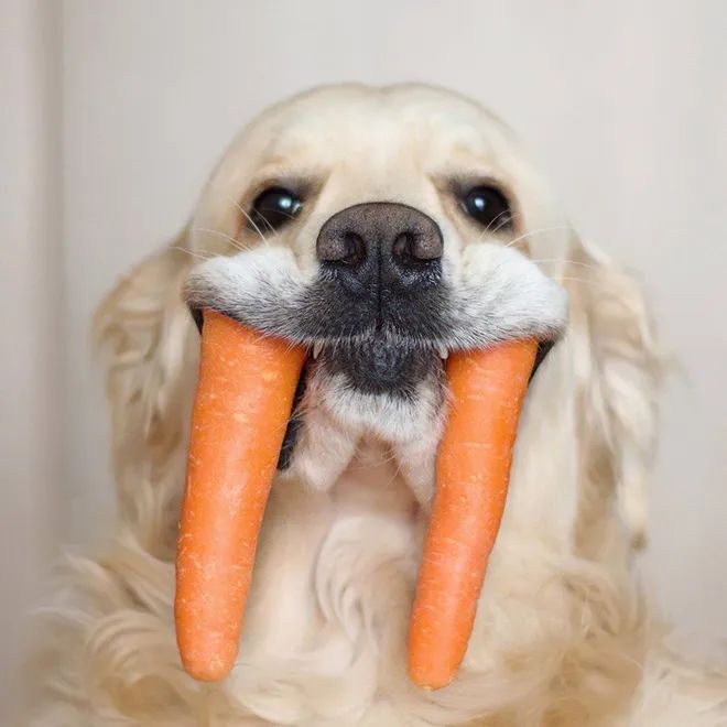 全新犬種 海象犬 尋夢寵物
