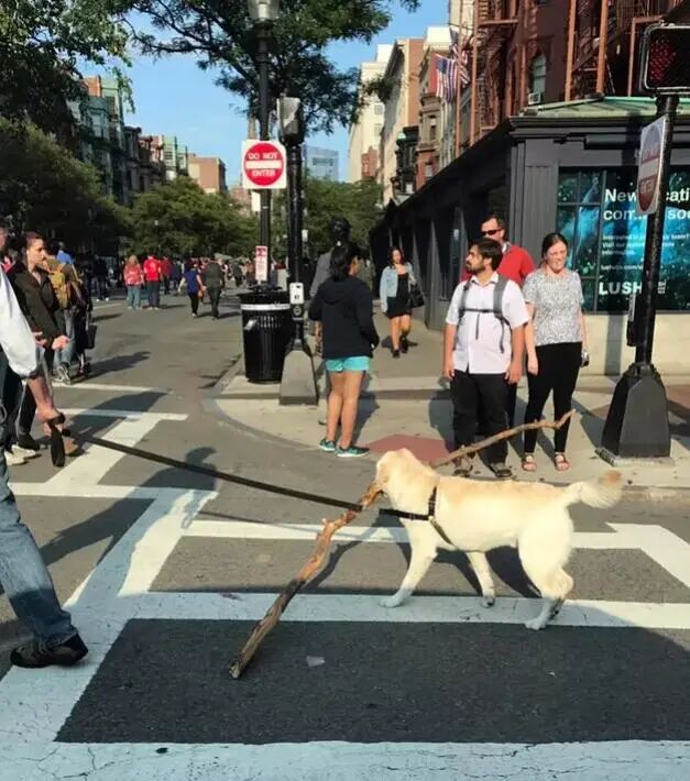 16只狗狗携带的东西也太大了吧！