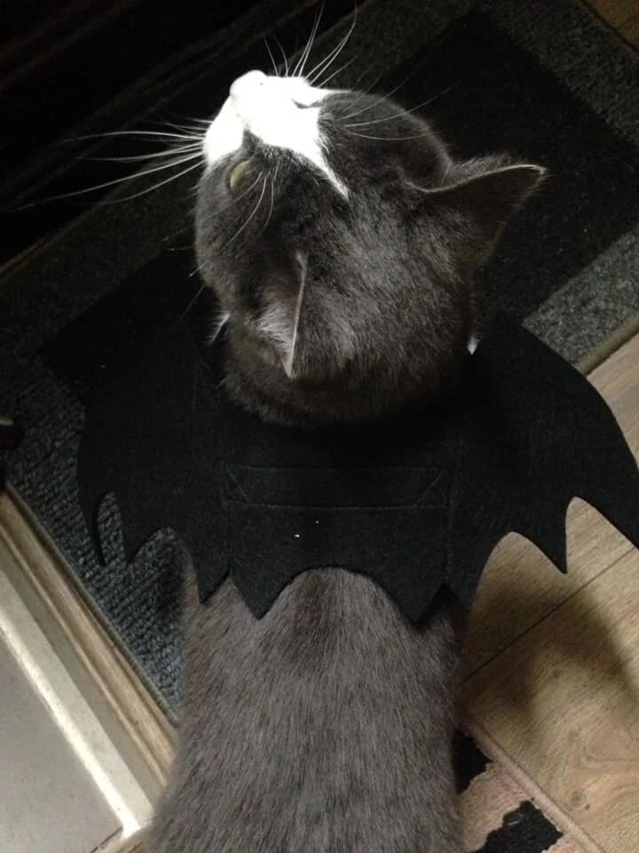 穿着万圣节服装的宠物，好有趣啊